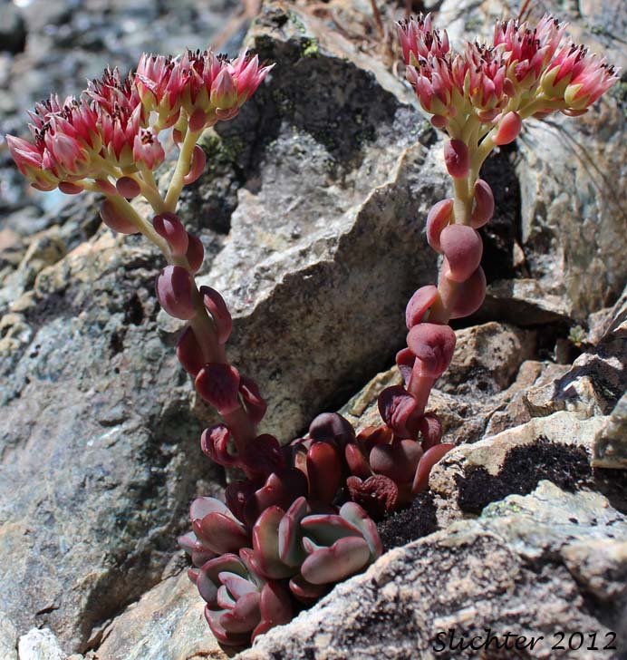 Roseflower Stonecrop, Rose-flowered Stonecrop: Sedum laxum ssp. laxum (Synonyms: Gormania laxa, Sedum laxum ssp. latifolium, Sedum laxum ssp. perplexum)