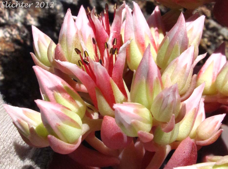 Inflorescence of Roseflower Stonecrop, Rose-flowered Stonecrop: Sedum laxum ssp. laxum (Synonyms: Gormania laxa, Sedum laxum ssp. latifolium, Sedum laxum ssp. perplexum)