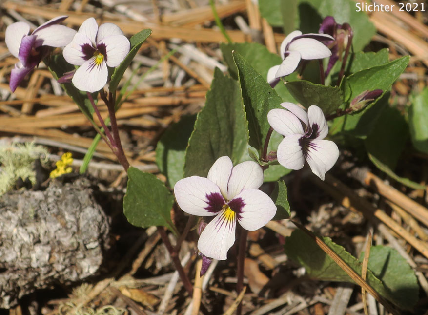 Wedge-leaf Violet: Viola cuneata
