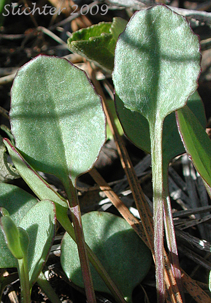 Leaves of Wedge-leaf Violet: Viola cuneata