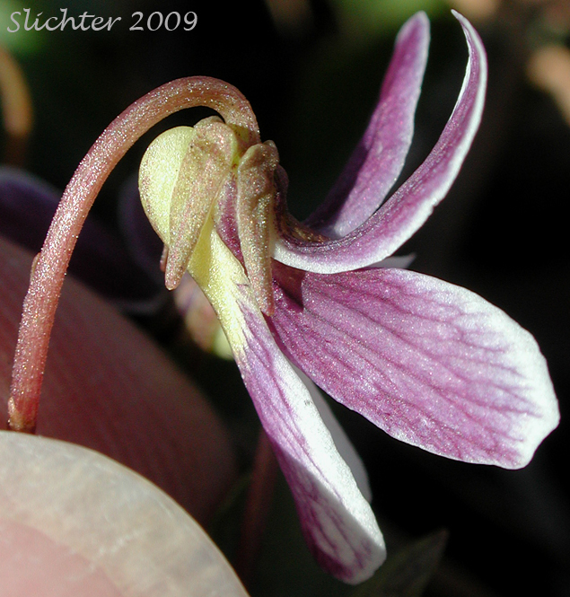 Sideview of flower of Wedge-leaf Violet: Viola cuneata