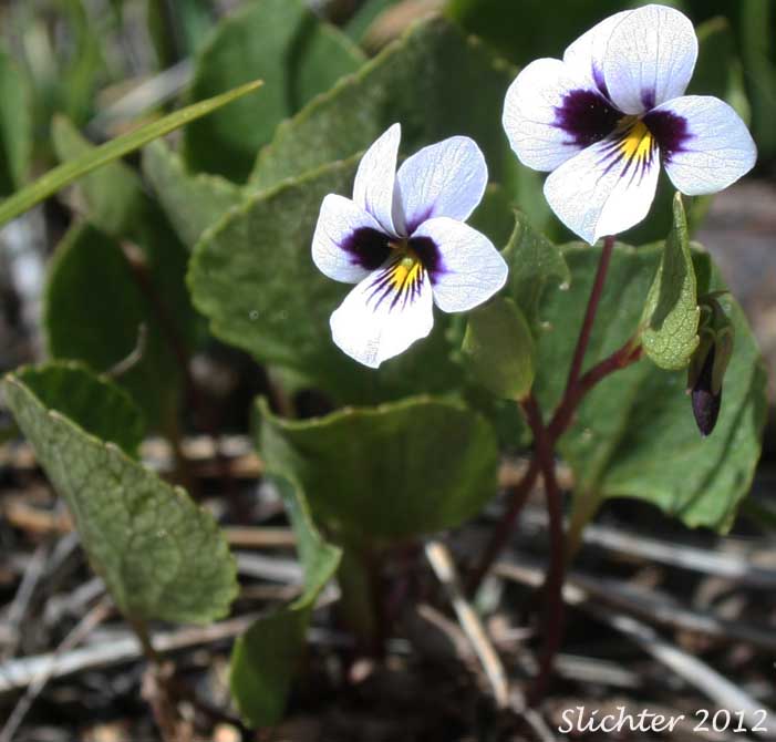 Wedge-leaf Violet: Viola cuneata