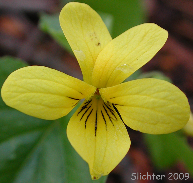 Flower of Wood Violet, Pioneer Violet, Streambank Violet: Viola glabella