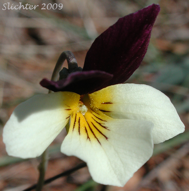Flower of Hall's Violet: Viola hallii
