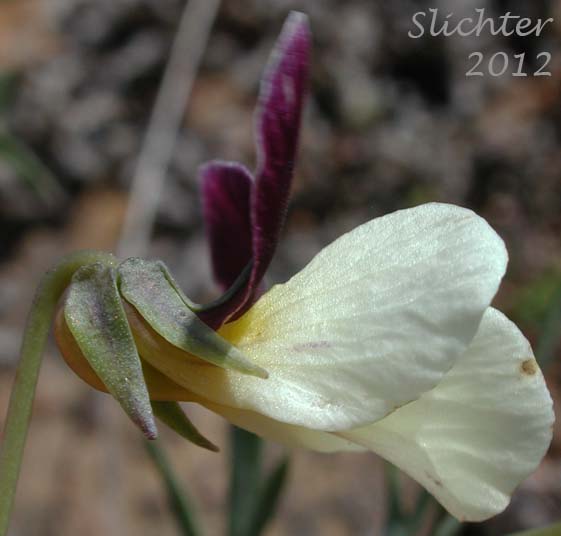 Close-up sideview of a flower of Hall's Violet, Oregon Violet: Viola hallii