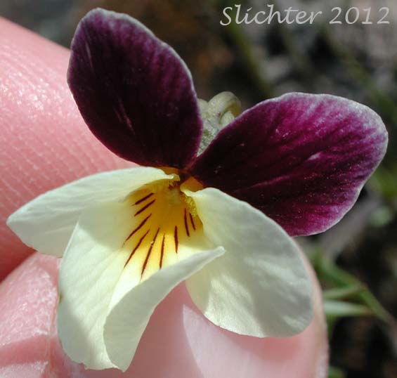 Close-up frontal view of a flower of Hall's Violet, Oregon Violet: Viola hallii