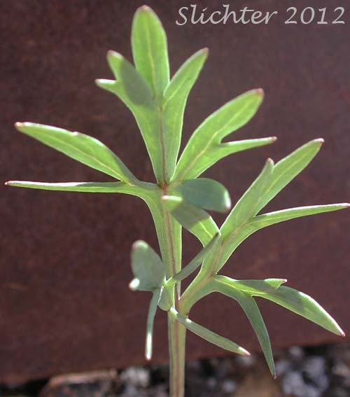 Ventral leaf surface of Hall's Violet, Oregon Violet: Viola hallii