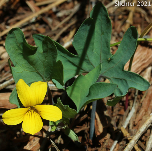 Pine Violet: Viola lobata ssp. lobata (Synonyms: Viola lobata var. lobata, Viola psychodes)