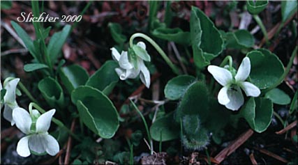 Marsh Violet: Viola palustris (Synonyms: Viola palustris var. brevipes, Viola palustris var. palustris)