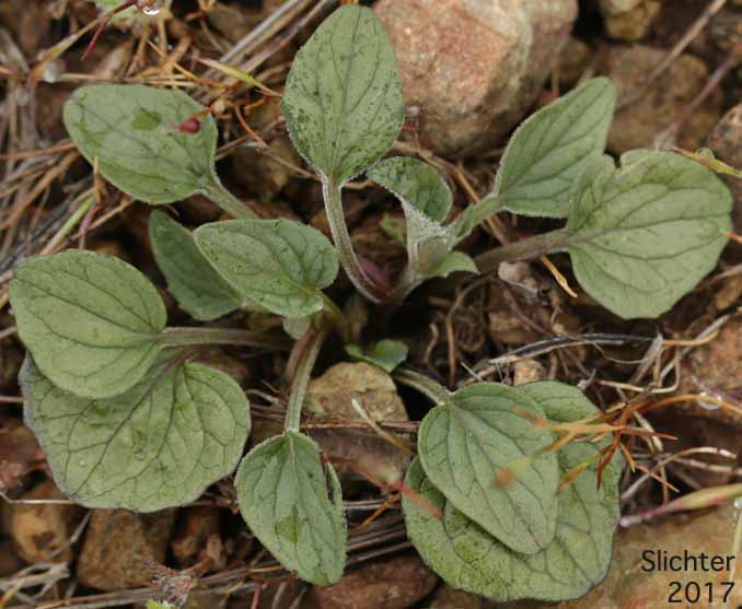 Goosefoot Violet: Viola purpurea ssp. purpurea (Synonyms: Viola purpurea ssp. dimorpha, Viola purpurea var. purpurea) 