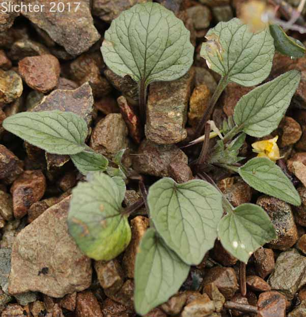 Goosefoot Violet: Viola purpurea ssp. purpurea (Synonyms: Viola purpurea ssp. dimorpha, Viola purpurea var. purpurea) 