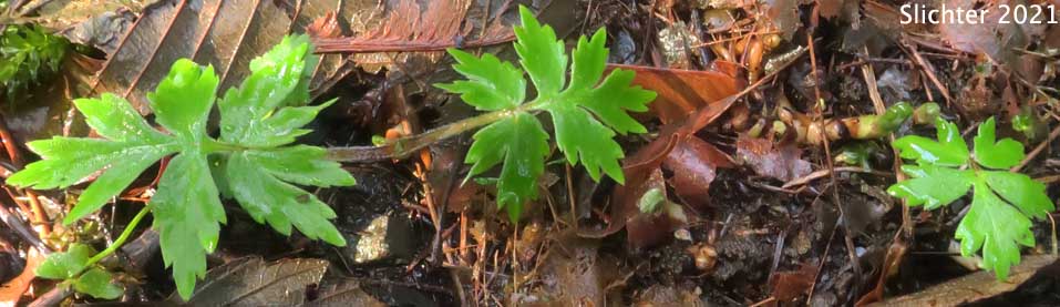 Pacific Waterleaf, Slender-stemmed Waterleaf: Hydrophyllum tenuipes