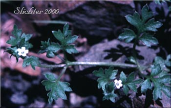 Smallflower Nemophila, Small-flowered Nemophila, Wood's Nemophila: Nemophila parviflora var. parviflora
