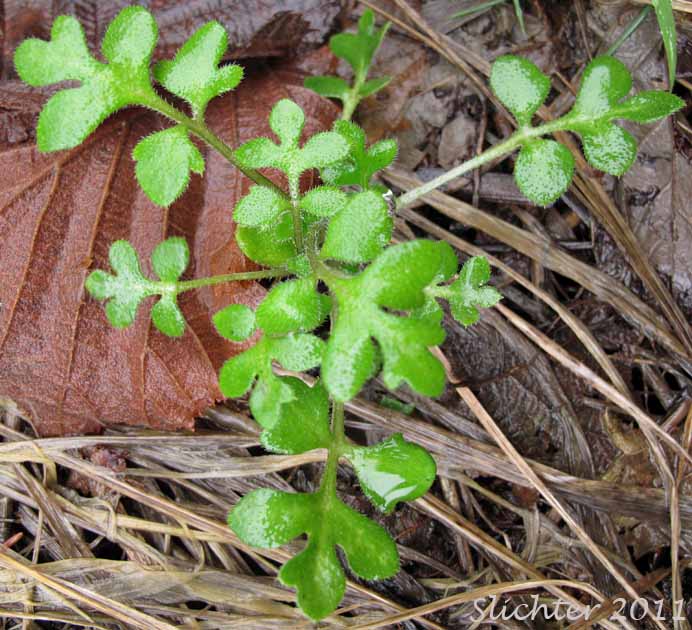 Basal leaf rosette of Smallflower Nemophila, Small-flowered Nemophila, Wood's Nemophila: Nemophila parviflora var. parviflora