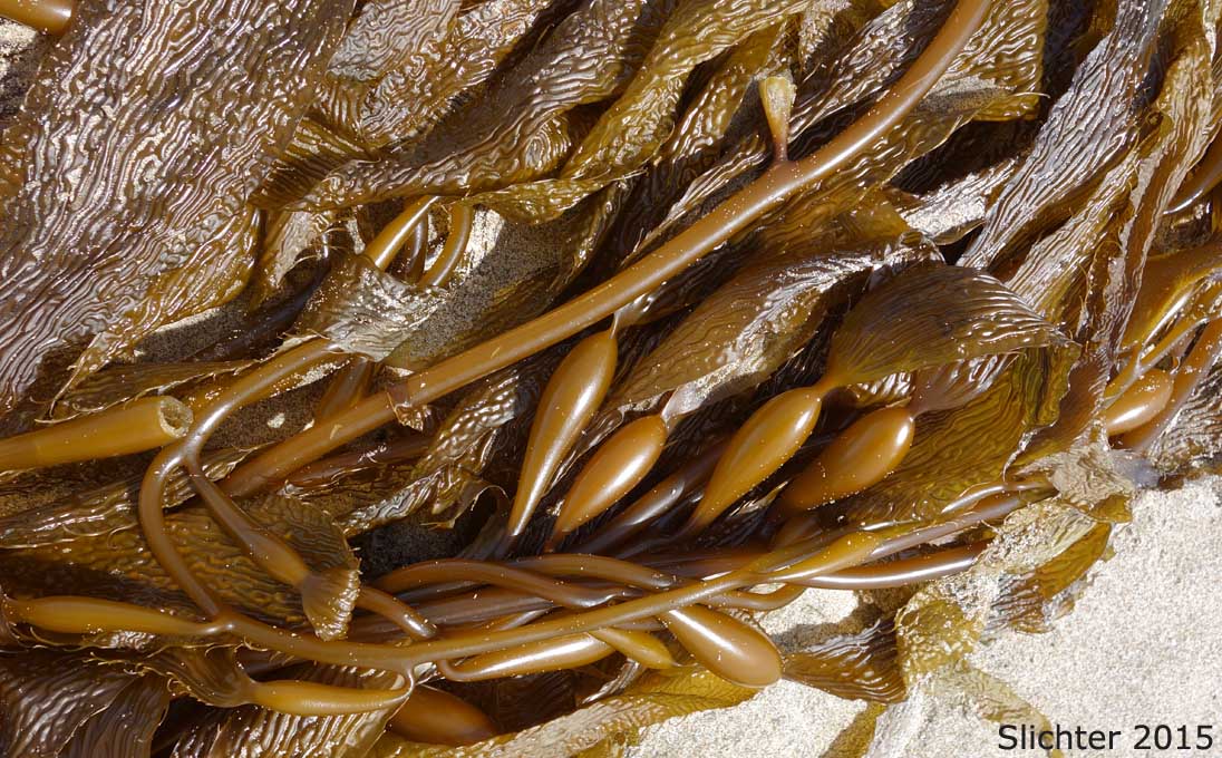 Giant Kelp: Macrocystis integrifolia