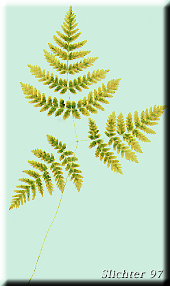 Oak Fern: Gymnocarpium disjunctum