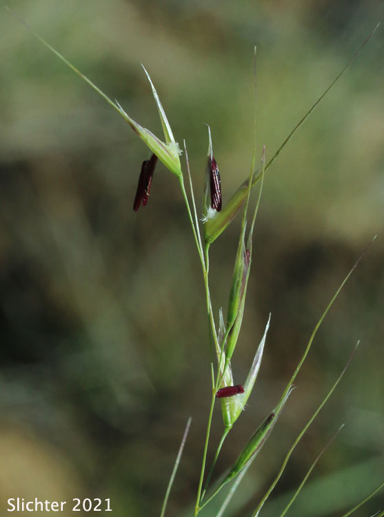 Lemmon's Needlegrass: Eriocoma lemmonii ssp. lemmonii (Synonyms: Achnatherum lemmonii ssp. lemmonii, Stipa columbiana, Stipa columbiana var. columbiana, Stipa lemmonii var. jonesii, Stipa lemmonii var. lemmonii)