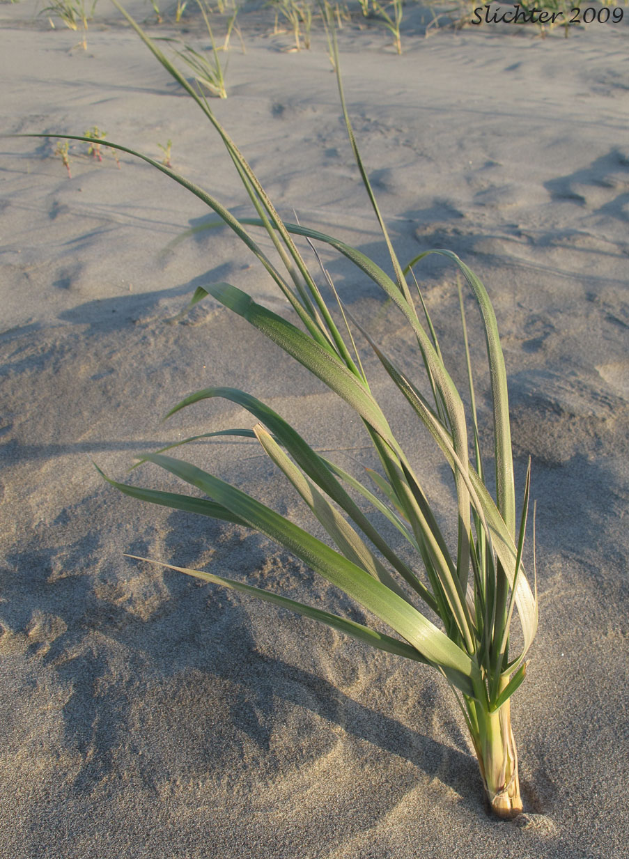 European Beachgrass: Ammophila arenaria ssp. arenaria