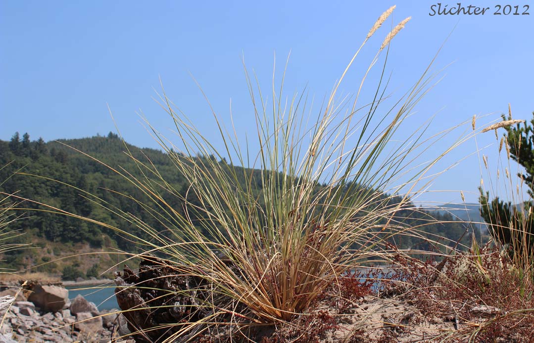 European Beachgrass: Ammophila arenaria ssp. arenaria
