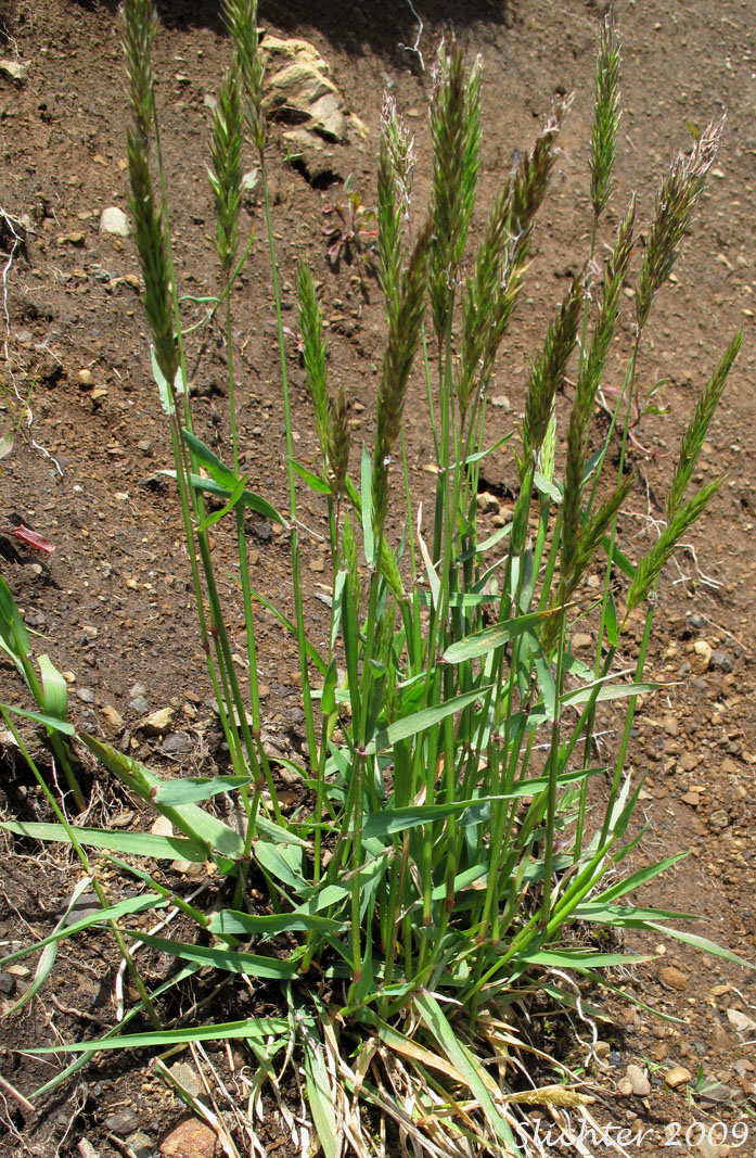 Sweet Vernalgrass: Anthoxanthum odoratum (Synonym: Anthoxanthum odoratum ssp. alpinum, Anthoxanthum odoratum ssp. odoratum)