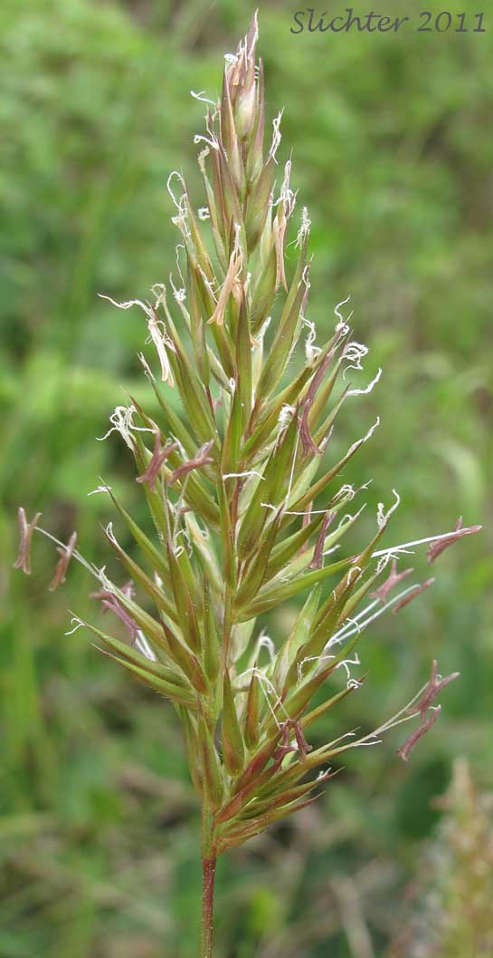 Inflorescence of Sweet Vernalgrass: Anthoxanthum odoratum (Synonym: Anthoxanthum odoratum ssp. alpinum, Anthoxanthum odoratum ssp. odoratum)