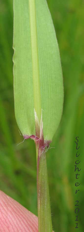 Leaf sheath and ligule of Sweet Vernalgrass: Anthoxanthum odoratum (Synonym: Anthoxanthum odoratum ssp. alpinum, Anthoxanthum odoratum ssp. odoratum)