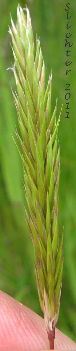 Inflorescence of Sweet Vernalgrass: Anthoxanthum odoratum (Synonym: Anthoxanthum odoratum ssp. alpinum, Anthoxanthum odoratum ssp. odoratum)