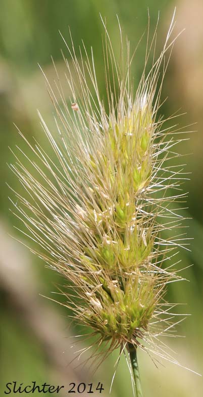 Bristly Dogtail, Bristly Dog's-tail Grass, Hedgehog Dogtail: Cynosurus echinatus