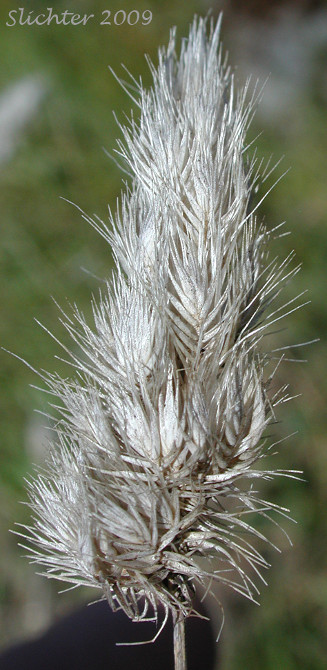 Dried inflorescence of Bristly Dogtail, Bristly Dog's-tail Grass, Hedgehog Dogtail: Cynosurus echinatus