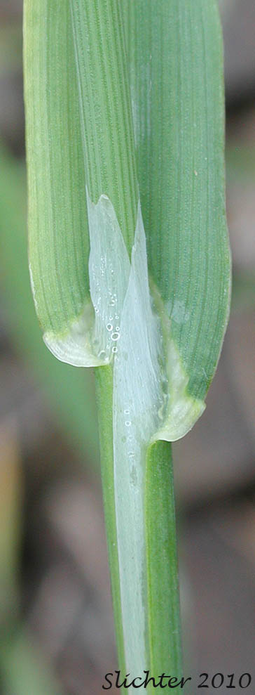 Close-up of the ligule of Bristly Dogtail, Bristly Dog's-tail Grass, Hedgehog Dogtail: Cynosurus echinatus