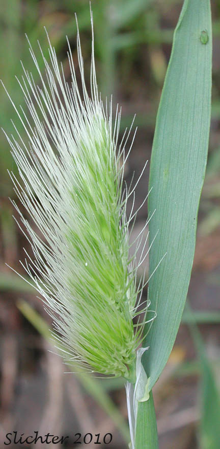 Inflorescence of Bristly Dogtail, Bristly Dog's-tail Grass, Hedgehog Dogtail: Cynosurus echinatus