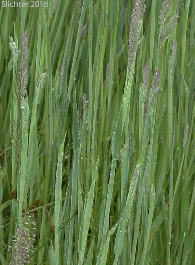 Common Velvetgrass, Yorkshire Fog: Holcus lanatus (Synonym: Nothoholcus lanatus)