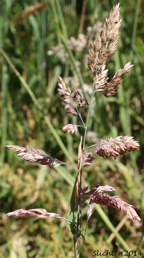 Inflorescence of Common Velvetgrass, Yorkshire Fog: Holcus lanatus (Synonym: Nothoholcus lanatus)