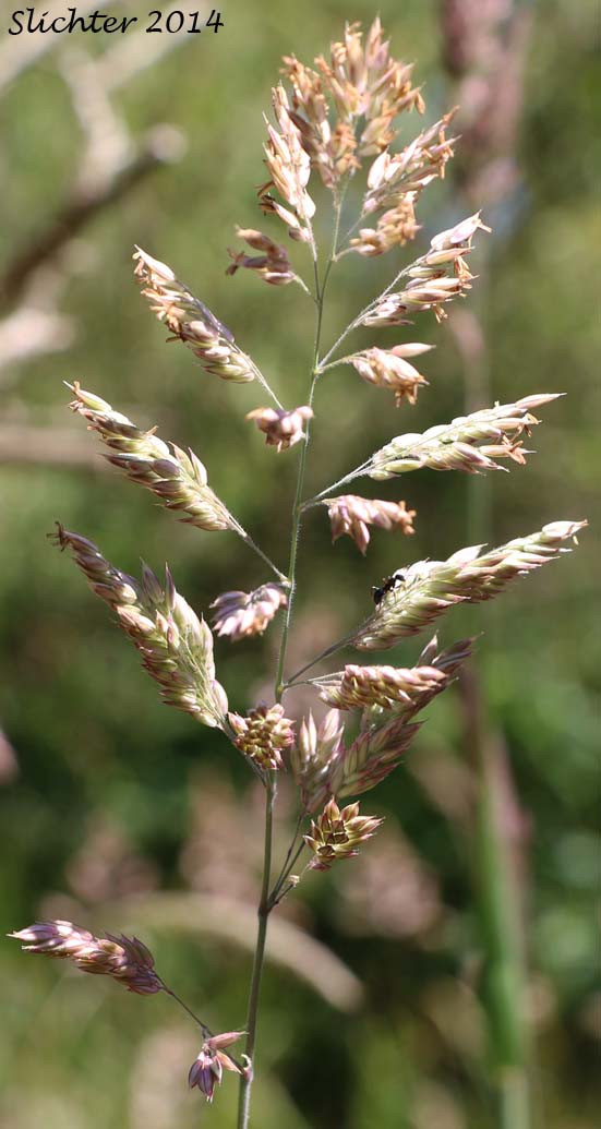 Inflorrescence of Common Velvetgrass, Yorkshire Fog: Holcus lanatus (Synonym: Nothoholcus lanatus)