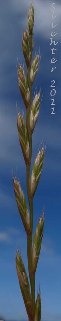 Close-up of the inflorescence of English Ryegrass, Perennial Ryegrass: Lolium perenne (Synonyms: Lolium multiflorum var. ramosum, Lolium perenne var. cristatum, Lolium perenne ssp. perenne)