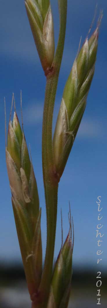 Close-up of several spikelets of English Ryegrass, Perennial Ryegrass: Lolium perenne (Synonyms: Lolium multiflorum var. ramosum, Lolium perenne var. cristatum, Lolium perenne ssp. perenne)
