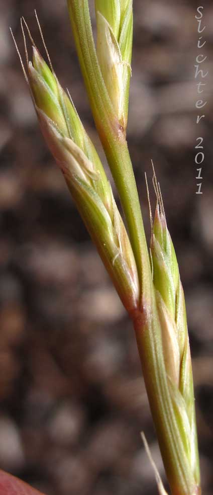 Close-up of a portion of the inflorescence of English Ryegrass, Perennial Ryegrass: Lolium perenne (Synonyms: Lolium multiflorum var. ramosum, Lolium perenne var. cristatum, Lolium perenne ssp. perenne)