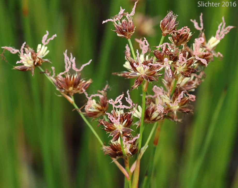 Sierra Rush: Juncus nevadensis var.nevadensis (Synonyms: Juncus badius, Juncus columbianus, Juncus dubius, Juncus mertensianus ssp. gracilis, Juncus nevadensis var. badius, Juncus nevadensis var. columbianus)
