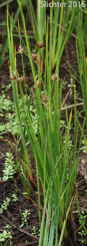 Sierra Rush: Juncus nevadensis var.nevadensis (Synonyms: Juncus badius, Juncus columbianus, Juncus dubius, Juncus mertensianus ssp. gracilis, Juncus nevadensis var. badius, Juncus nevadensis var. columbianus)