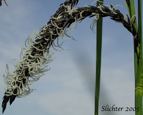 Slough Sedge: Carex obnupta