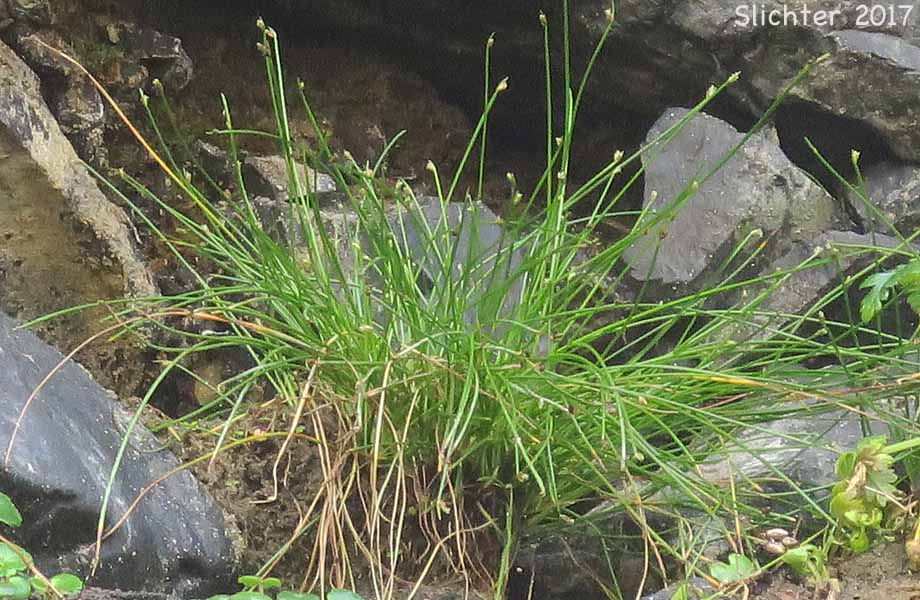 Low Bulrush, Low Clubrush, Tufted Clubrush: Isolepis cernua (Synonyms: Isolepis cernua var. californica, Scripus cernuus, Scirpus cernuus ssp. californicus, Scirpus cernuus var. californicus)