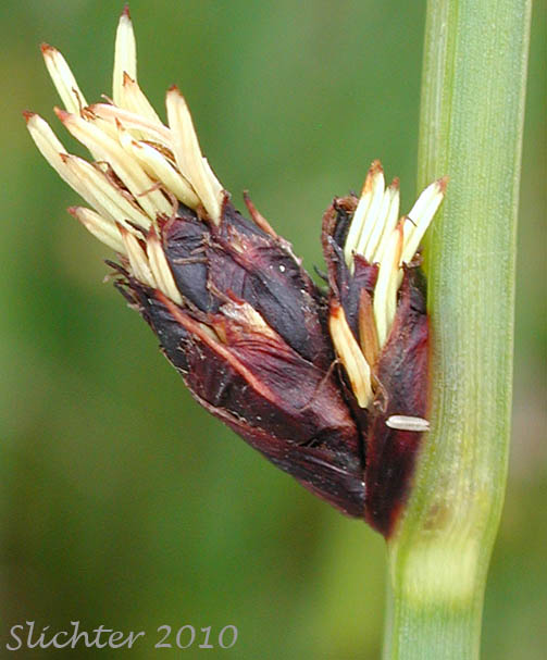 Inflorescence of Chairmaker's Bulrush, Common Bulrush, Common Threesquare, Common Three-square, Common Three-square Bulrush, Western Bulrush: Schoenoplectus pungens (Synonyms: Schoenoplectus pungens var. badius, Schoenoplectus pungens var. longispicatus, Scirpus americanus, Scirpus americanus var. monophyllos, Scirpus pungens, Scirpus pungens var. longispicatus)