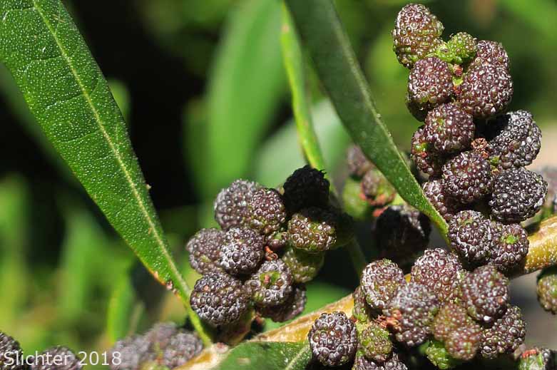 Pacific Bayberry, Pacific Wax Myrtle, Western Wax Myrtle: Myrica californica (Synonyms: Gale californica, Morella californica)