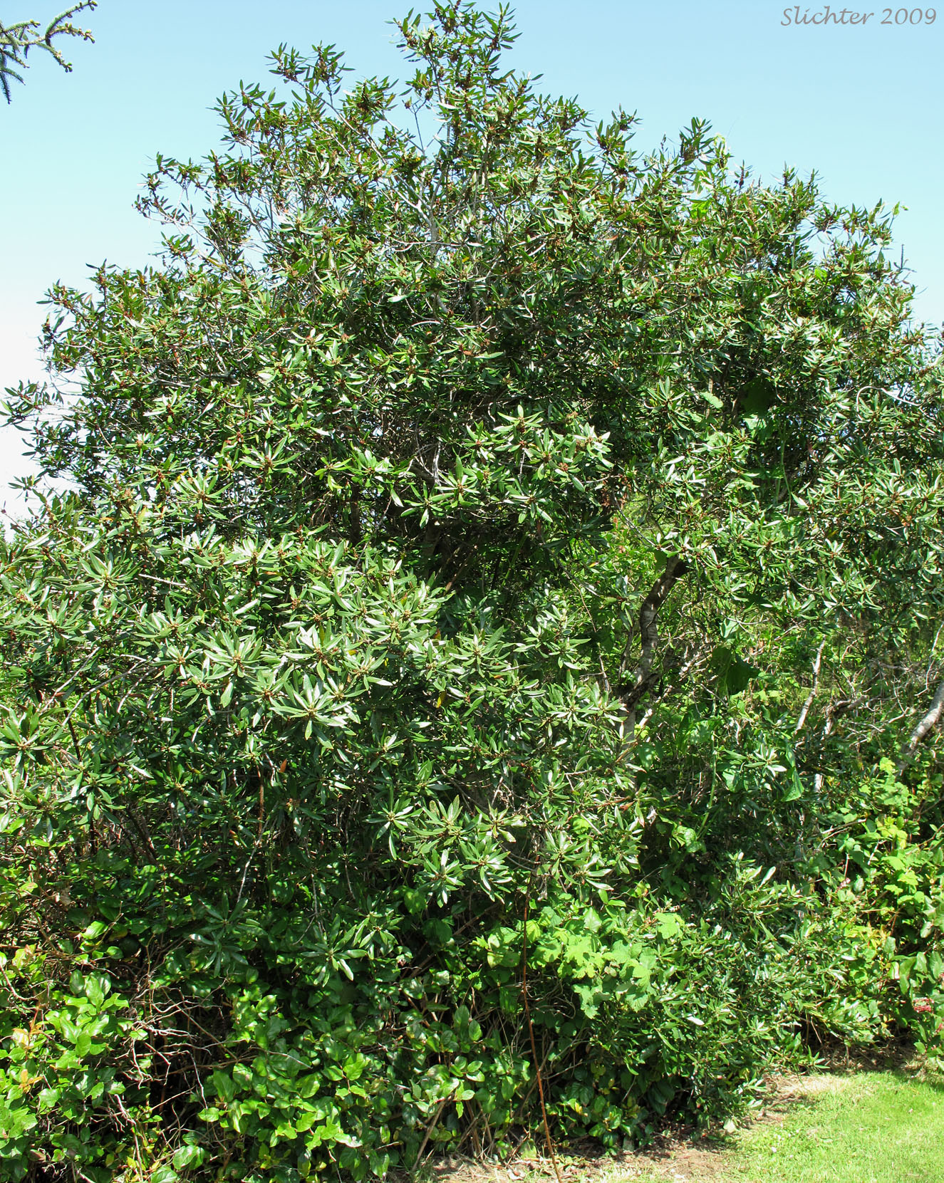 Pacific Bayberry, Pacific Wax Myrtle, Western Wax Myrtle: Myrica californica (Synonyms: Gale californica, Morella californica)