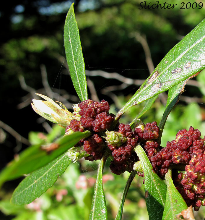 Leaves and inflorescence of Pacific Bayberry, Pacific Wax Myrtle, Western Wax Myrtle: Myrica californica (Synonyms: Gale californica, Morella californica)