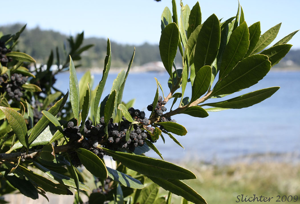Leaves and fruits of Pacific Bayberry, Pacific Wax Myrtle, Western Wax Myrtle: Myrica californica (Synonyms: Gale californica, Morella californica)
