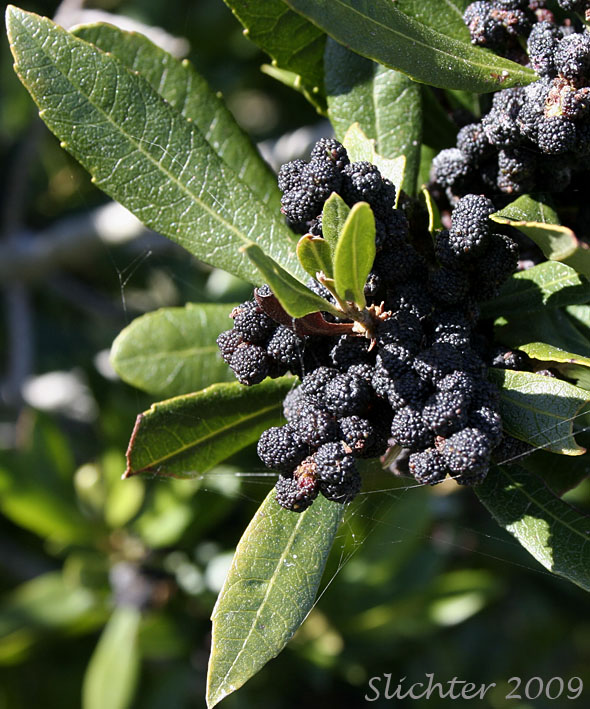 Close-up of the leaves and fruits of Pacific Bayberry, Pacific Wax Myrtle, Western Wax Myrtle: Myrica californica (Synonyms: Gale californica, Morella californica)