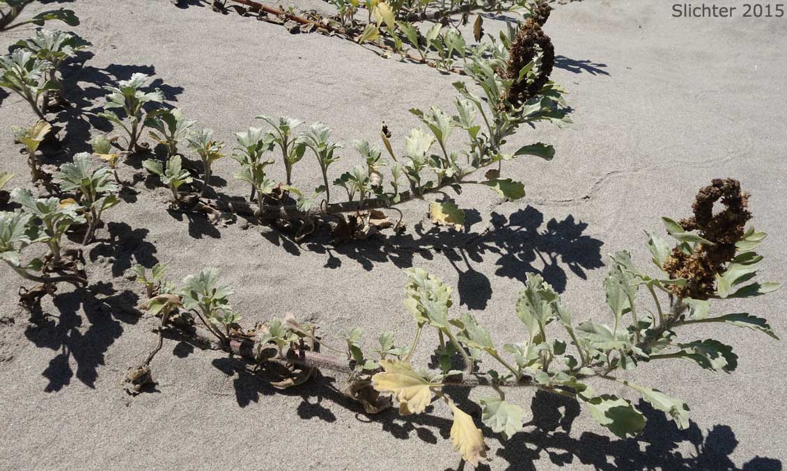 Beach Bur, Silver Beachweed: Ambrosia chamissonis var. chamissonis (Synonyms: Franseria chamissonis ssp. chamissonis, Franseria chamissonis var. chamissonis)