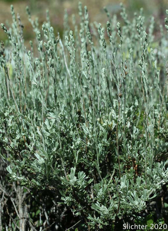 Low Sagebrush, Little Sagebrush: Artemisia arbuscula ssp. arbuscula (Synonym: Artemisia arbuscula var. arbuscula)