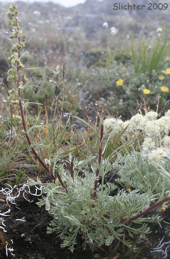 Columbia Islands Sagewort: Artemisia campestris var. wormskioldii (Synonym: Artemisia campestris ssp. borealis)